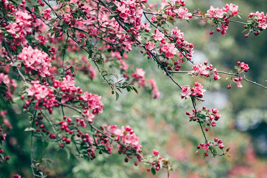 Spring Blossom // Photography ~ Jessica Little Photography