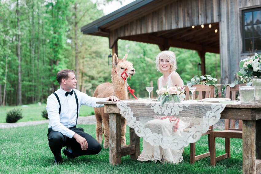 Wedding Alpaca