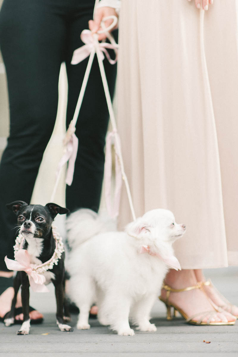 Dogs at Weddings - A Romantic Vintage Spring Wedding with a Marquee Reception