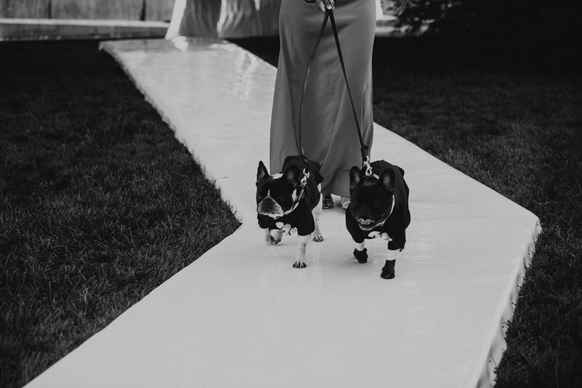 Frenchies in Tuxes