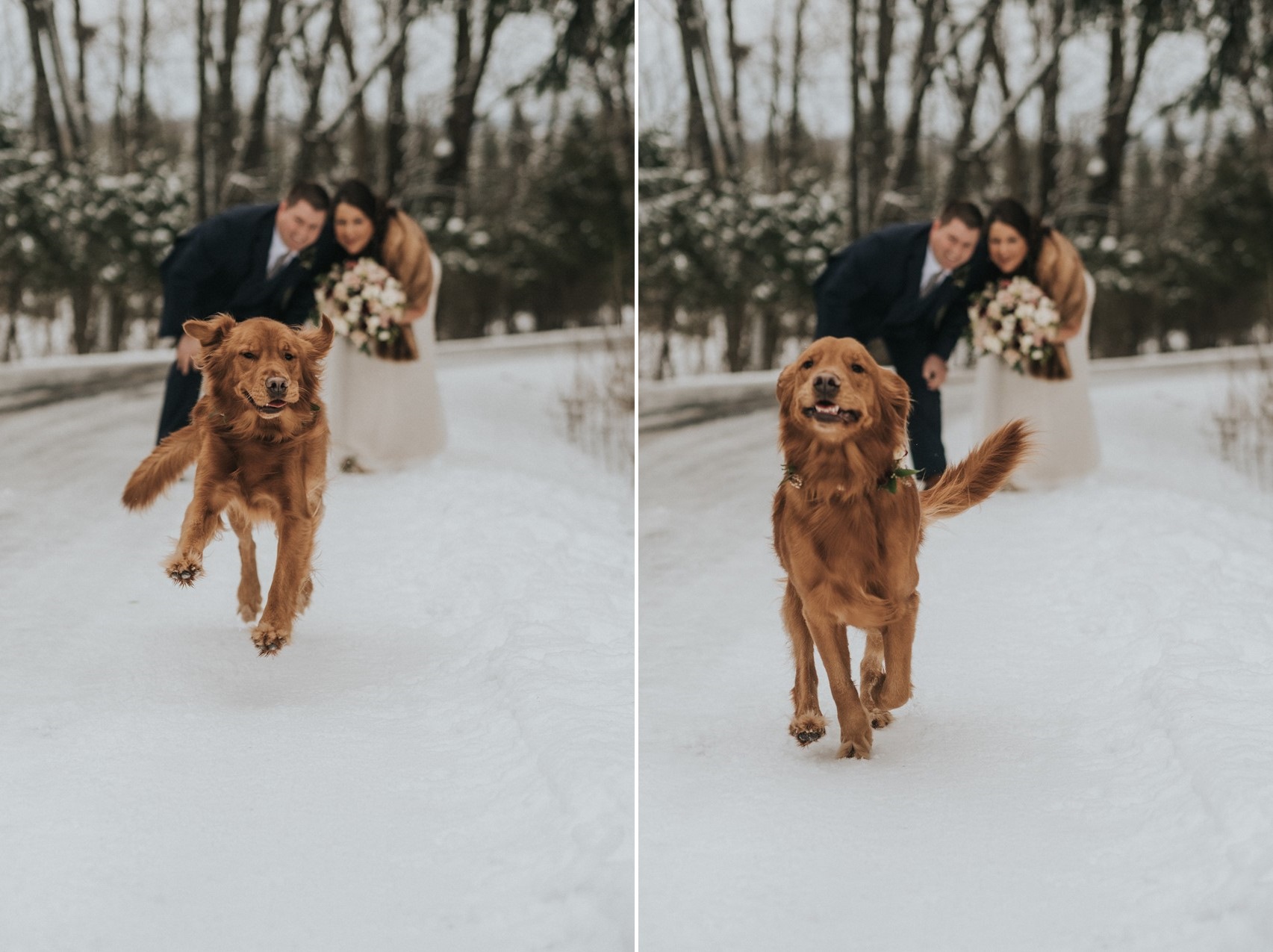 Dog at Winter Wedding